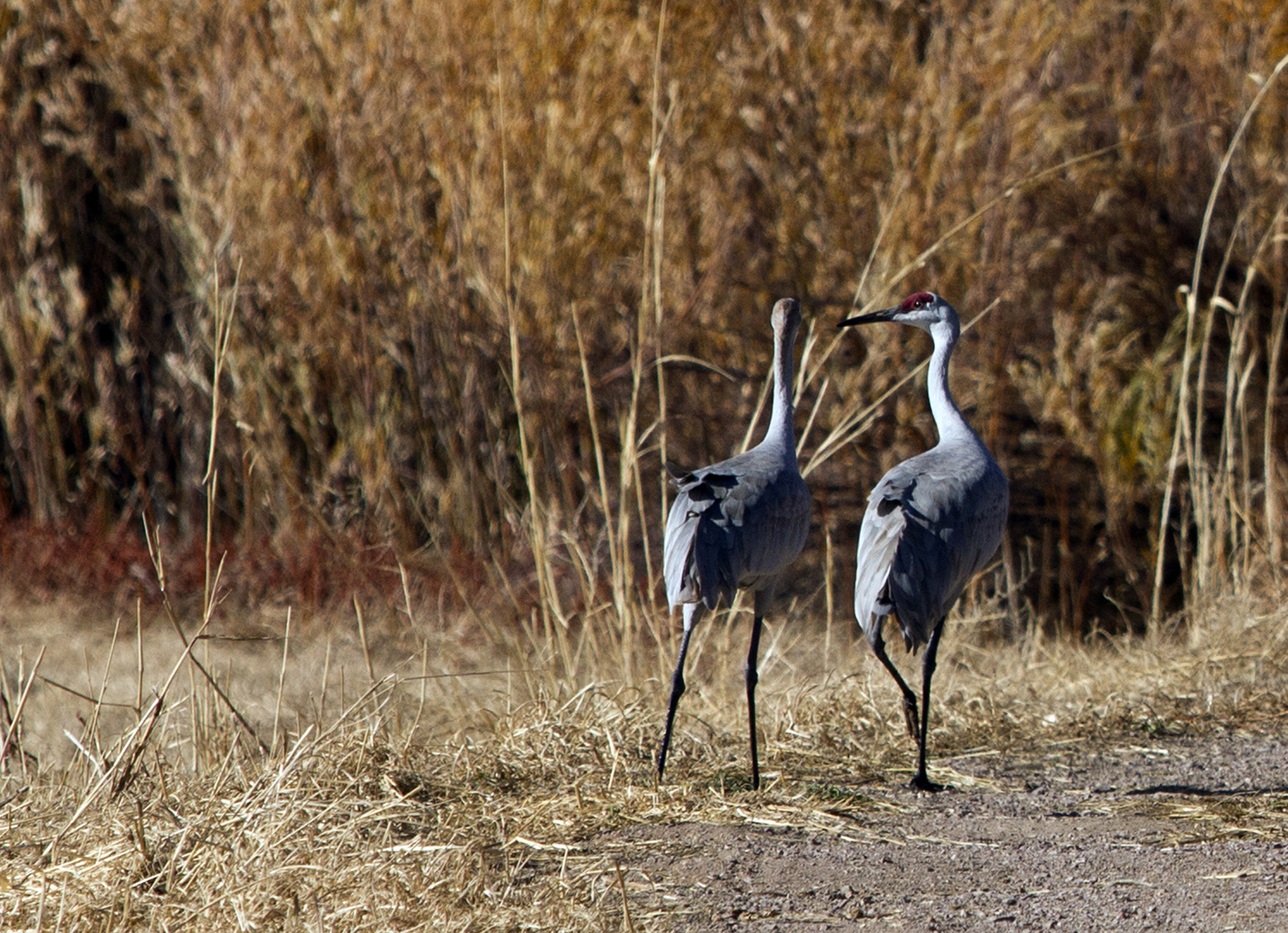 Bosque del Apache