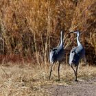 Bosque del Apache