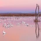 Bosque del Apache