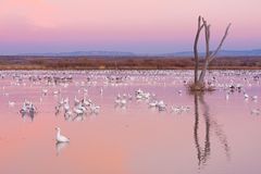 Bosque del Apache