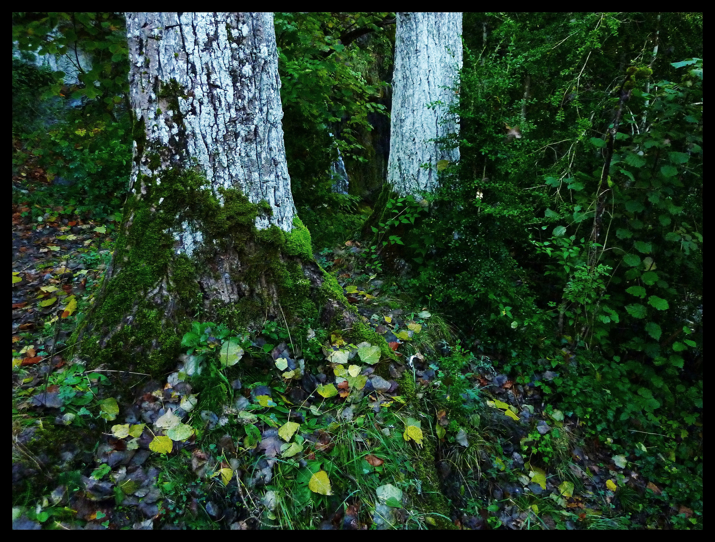 BOSQUE DEL BASTARENY