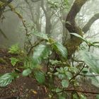 Bosque del Cedro