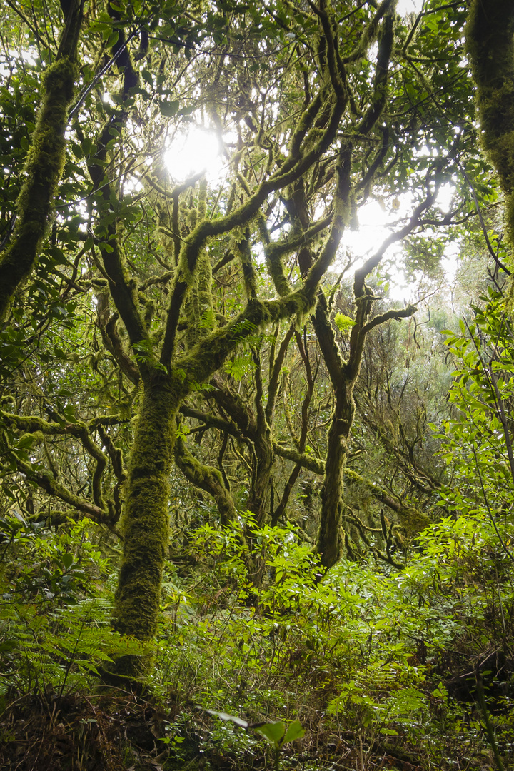 Bosque del Cedro