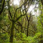 Bosque del Cedro