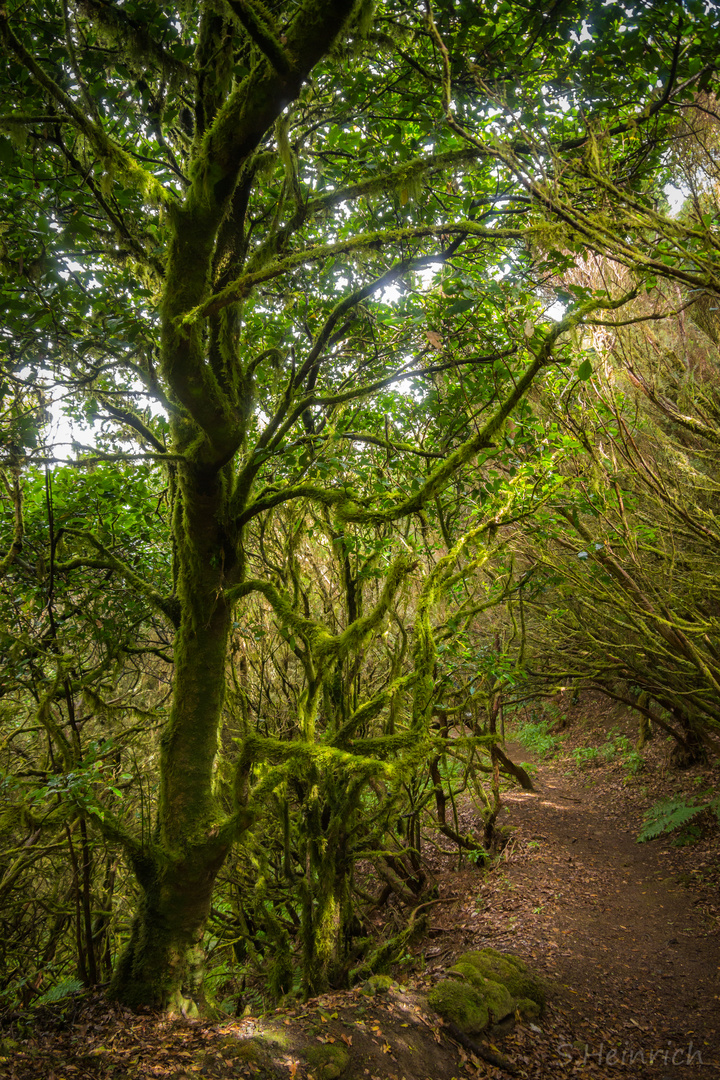 Bosque del Cedro