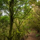 Bosque del Cedro