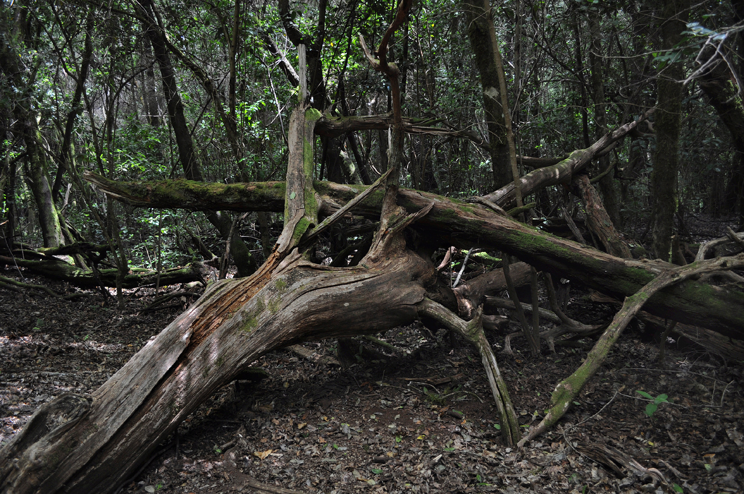 Bosque del Cedro