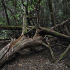 Bosque del Cedro