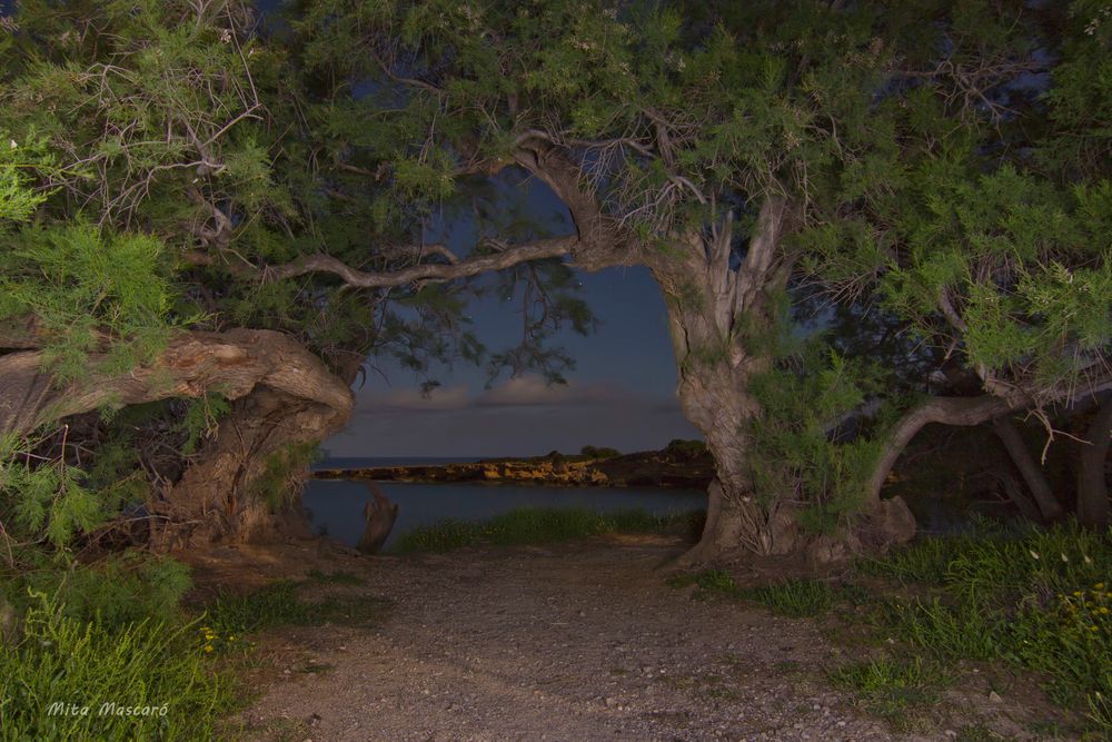 Bosque del mar