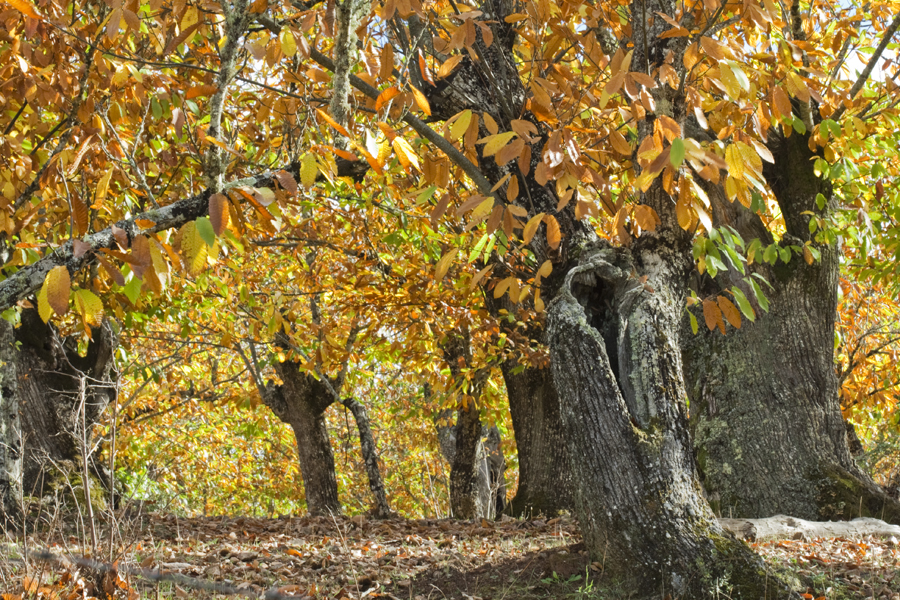 bosque dorado