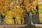 bosque dorado de laica2 