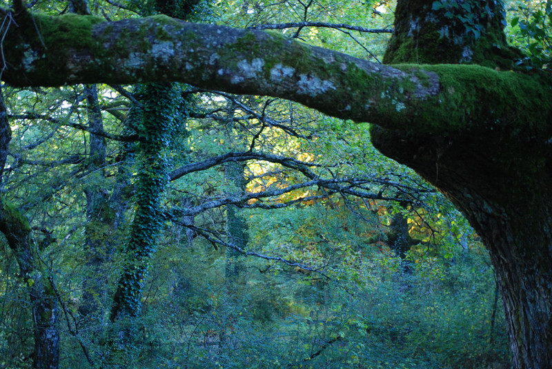 bosque