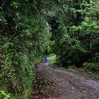 BOSQUE EL COMÚN