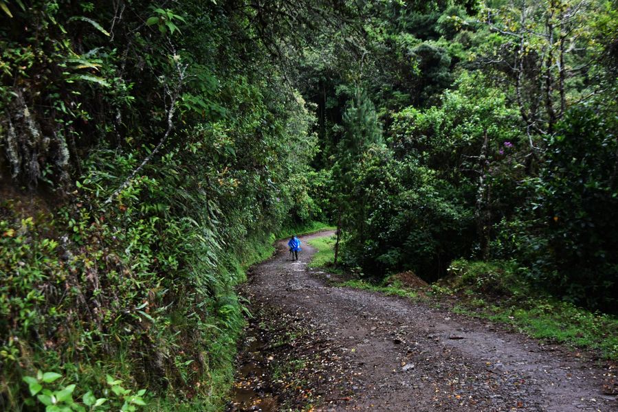 BOSQUE EL COMÚN