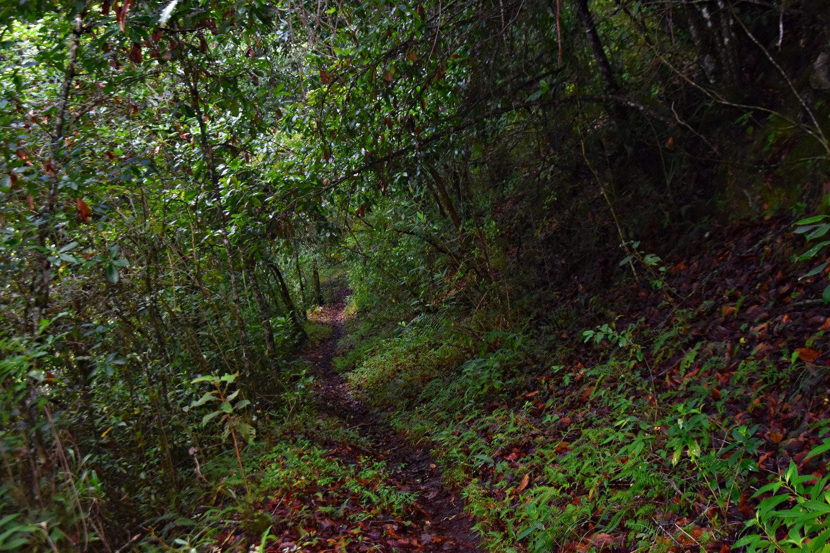 BOSQUE EL COMÚN