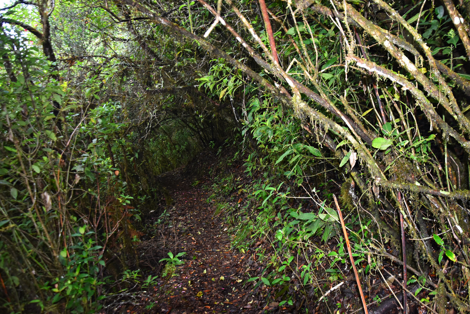 BOSQUE EL COMÚN