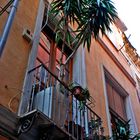 Bosque en el balcon