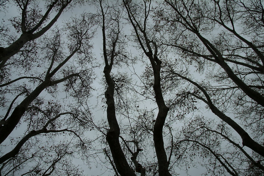 BOSQUE EN EL CIELO