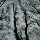 BOSQUE EN EL CIELO