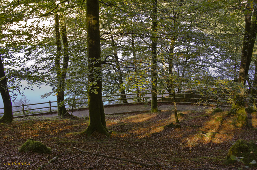 Bosque en el lago Leurtza