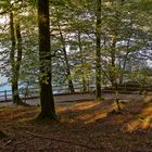 Bosque en el lago Leurtza