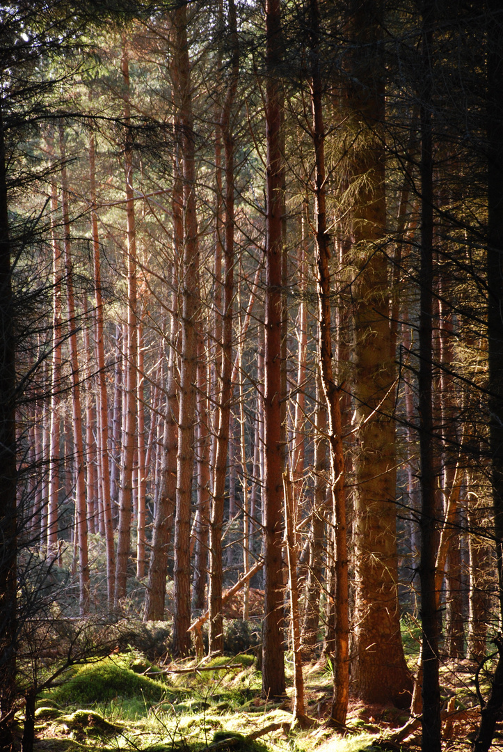 Bosque en Inverness, Escocia