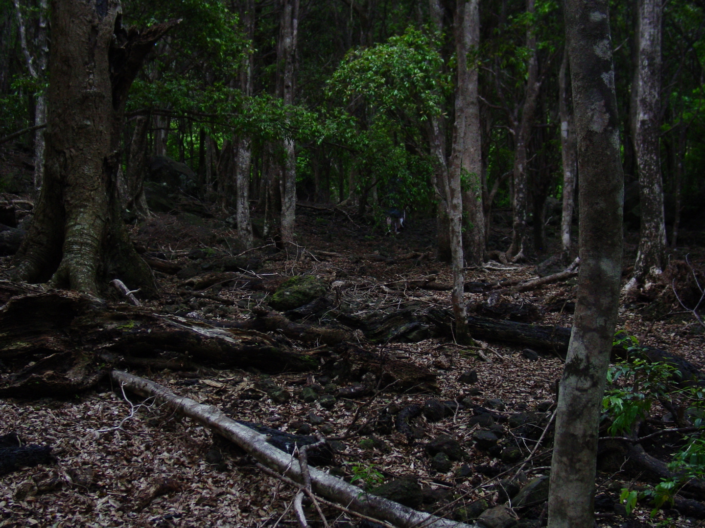 bosque en Isla Juan Fernández