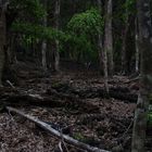 bosque en Isla Juan Fernández