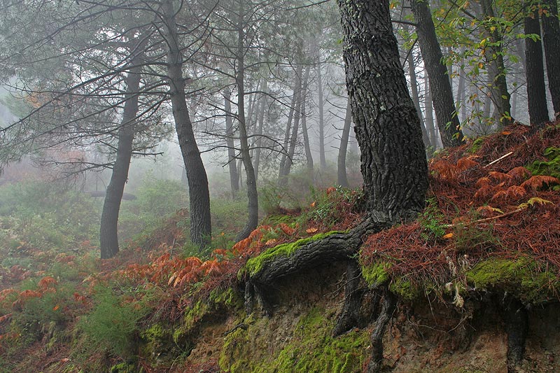 Bosque en Niebla