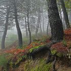 Bosque en Niebla