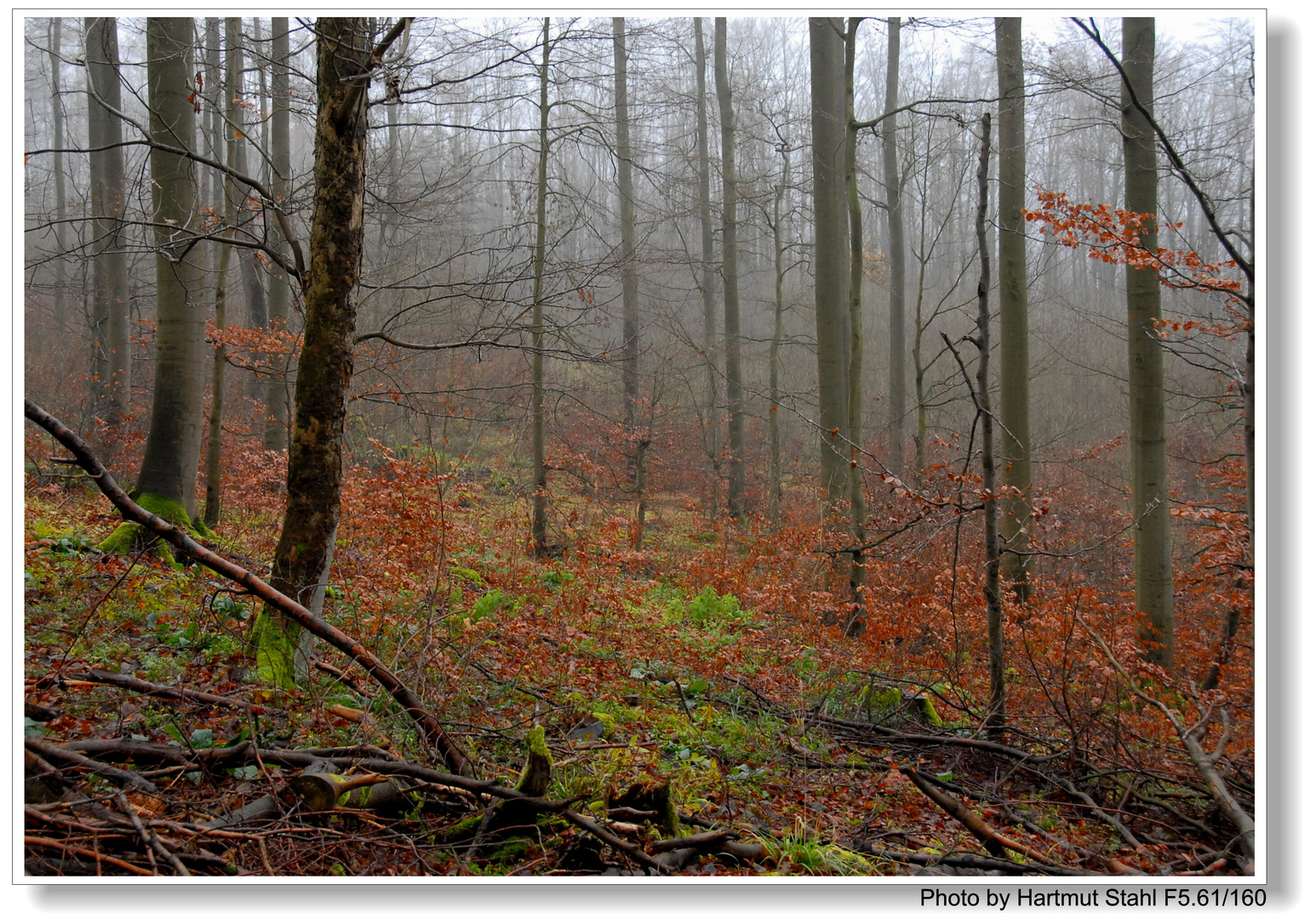 Bosque en noviembre I (Wald im November I)