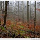 Bosque en noviembre I (Wald im November I)