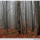 Bosque en noviembre II (Wald im November II)