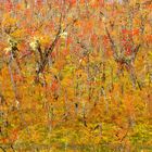 Bosque en Otoño