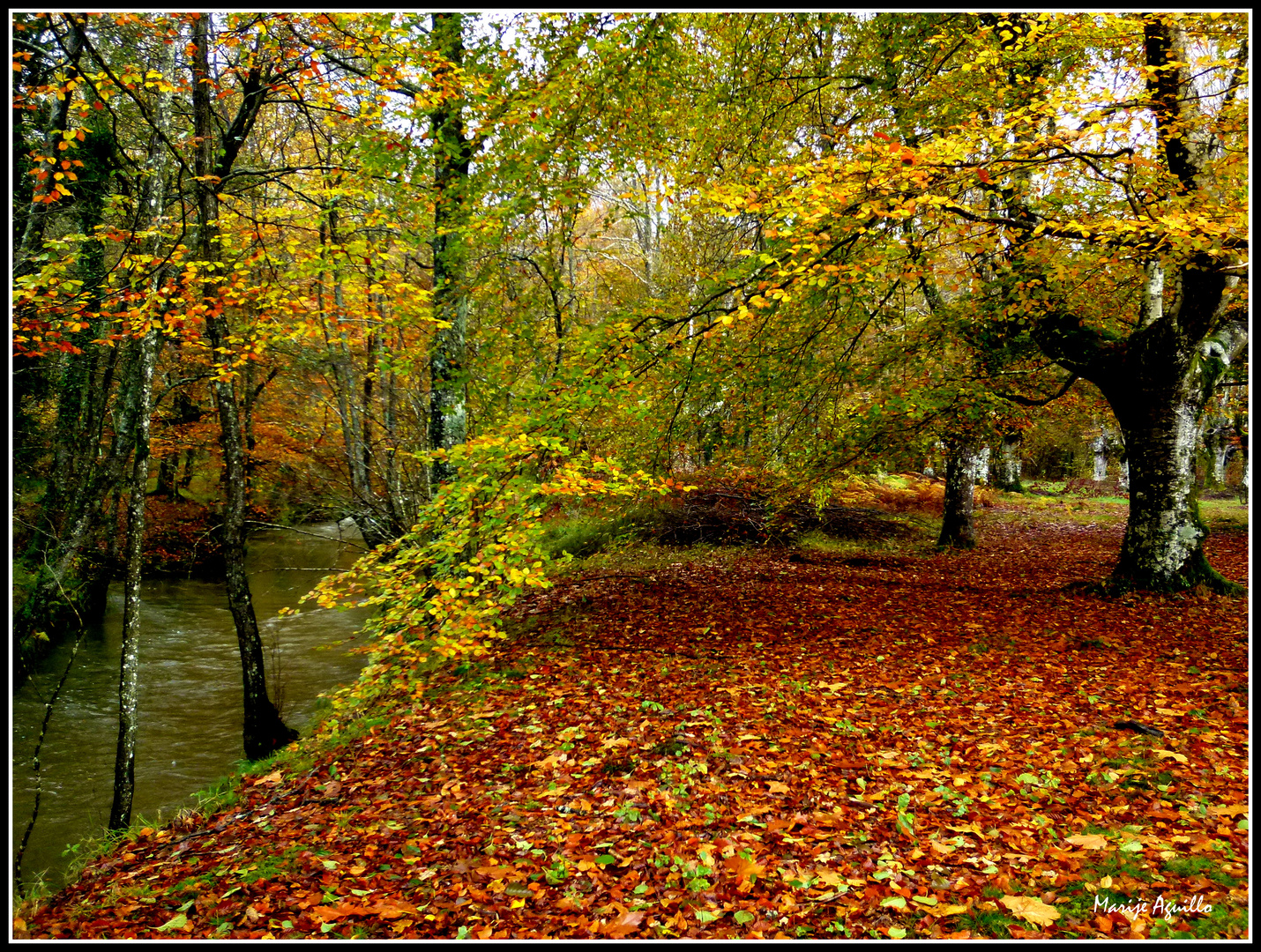 Bosque en otoño Imagen & Foto paisajes, elementos , estaciones del