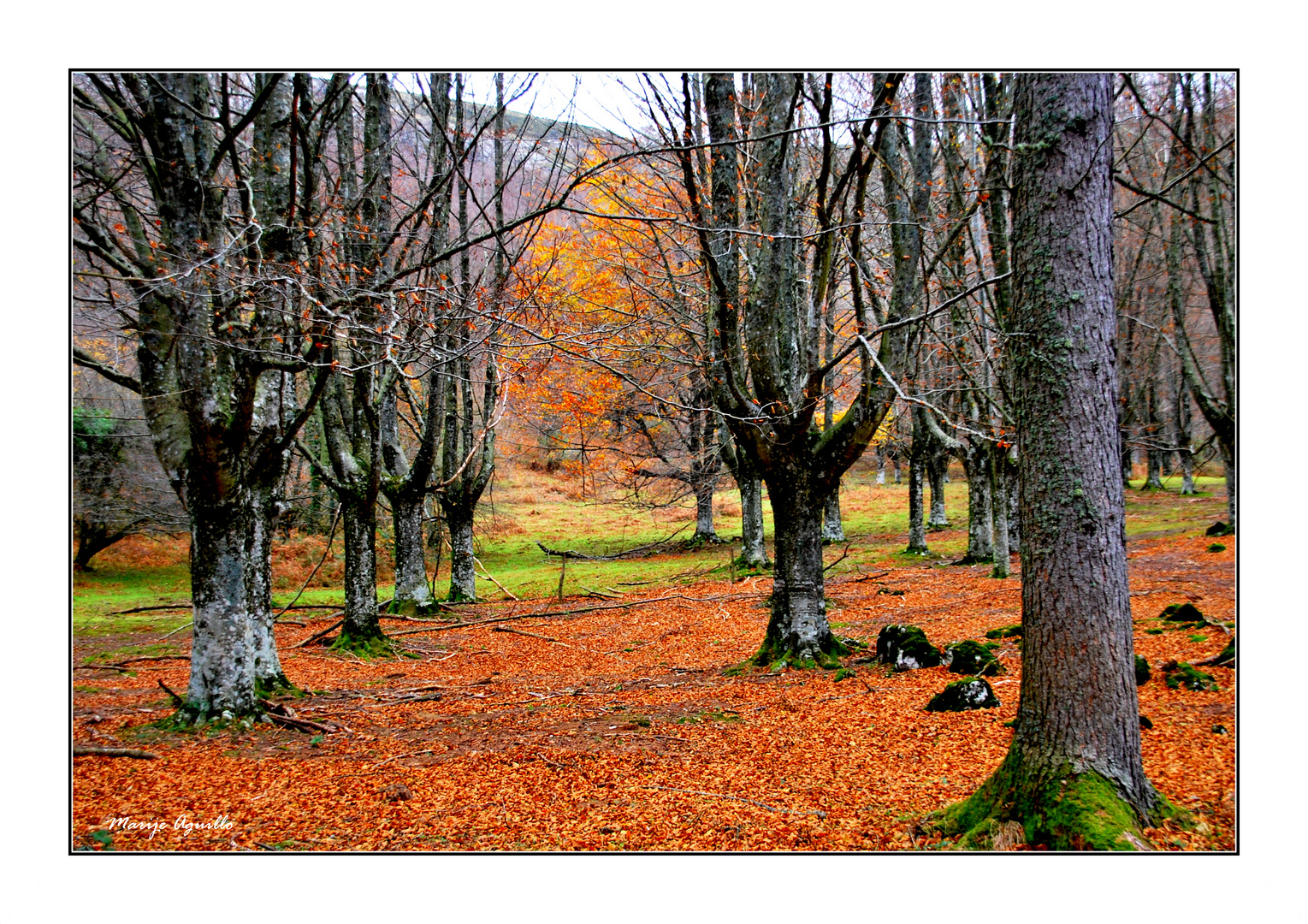 Bosque en otoño