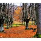 Bosque en otoño