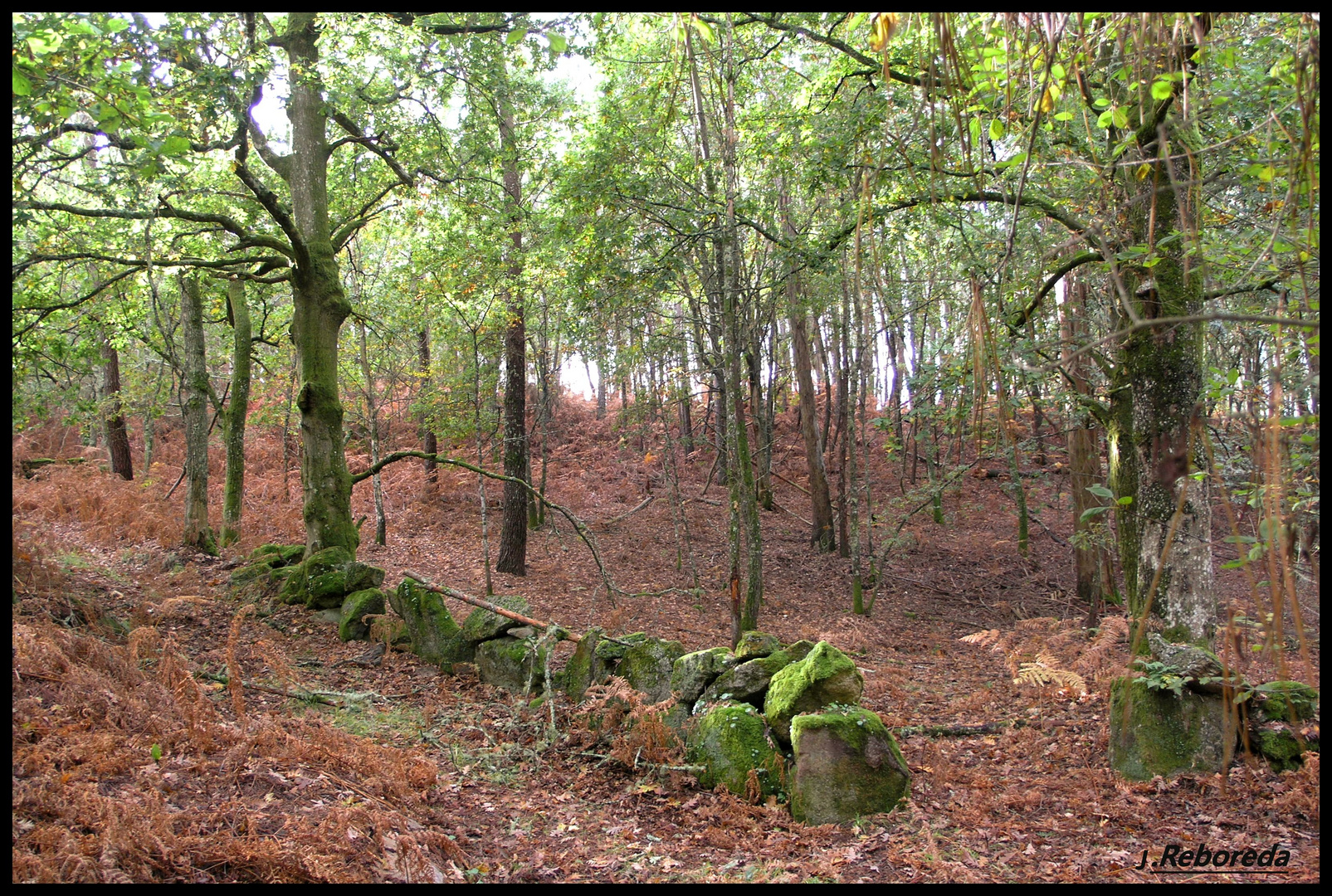 Bosque en Otoño