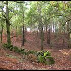 Bosque en Otoño