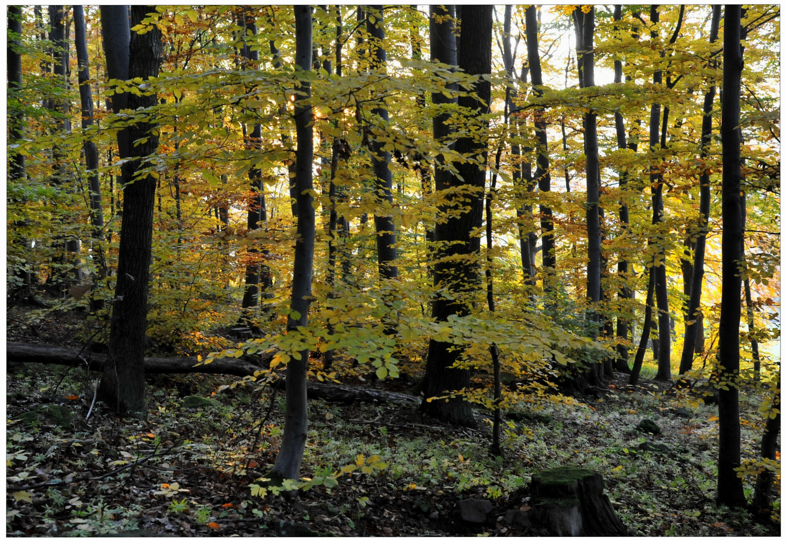 Bosque en otoño IV (Wald im Herbst IV)