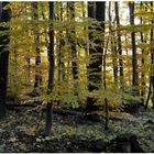 Bosque en otoño IV (Wald im Herbst IV)