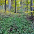 Bosque en otoño V (Wald im Herbst V)