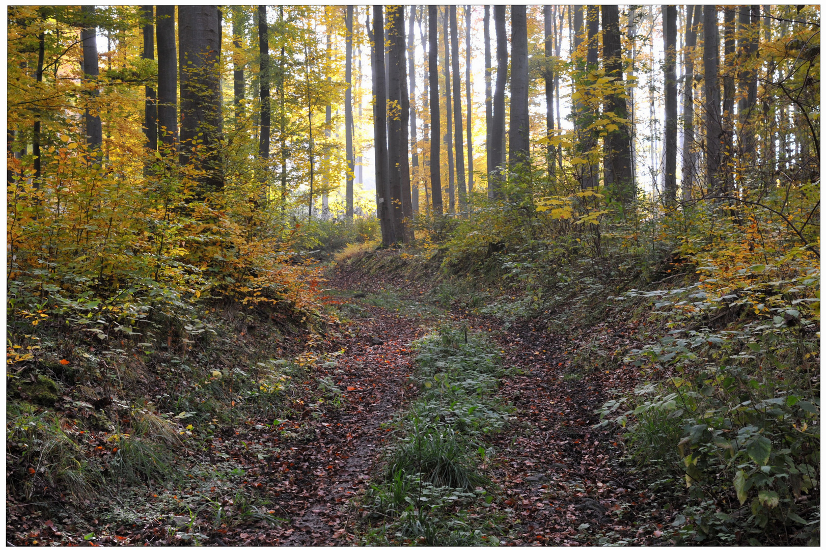 Bosque en otoño VI