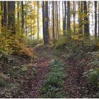 Bosque en otoño VI