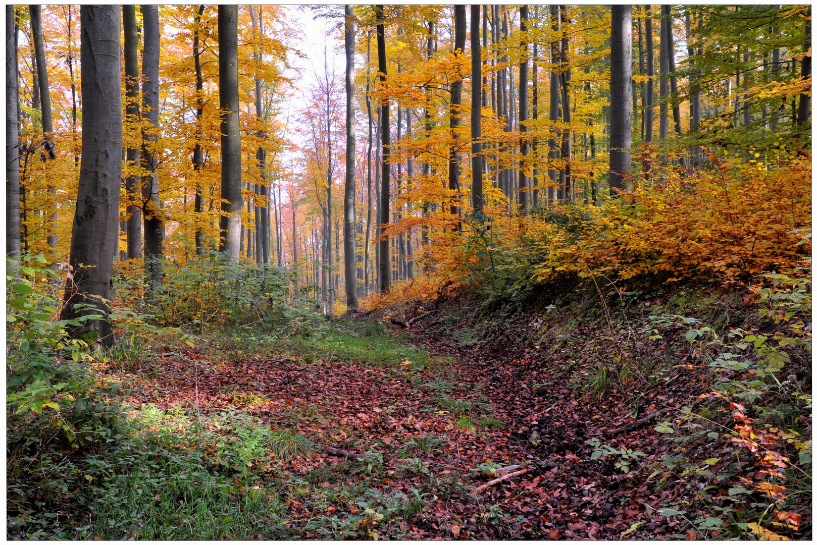 Bosque en otoño VII