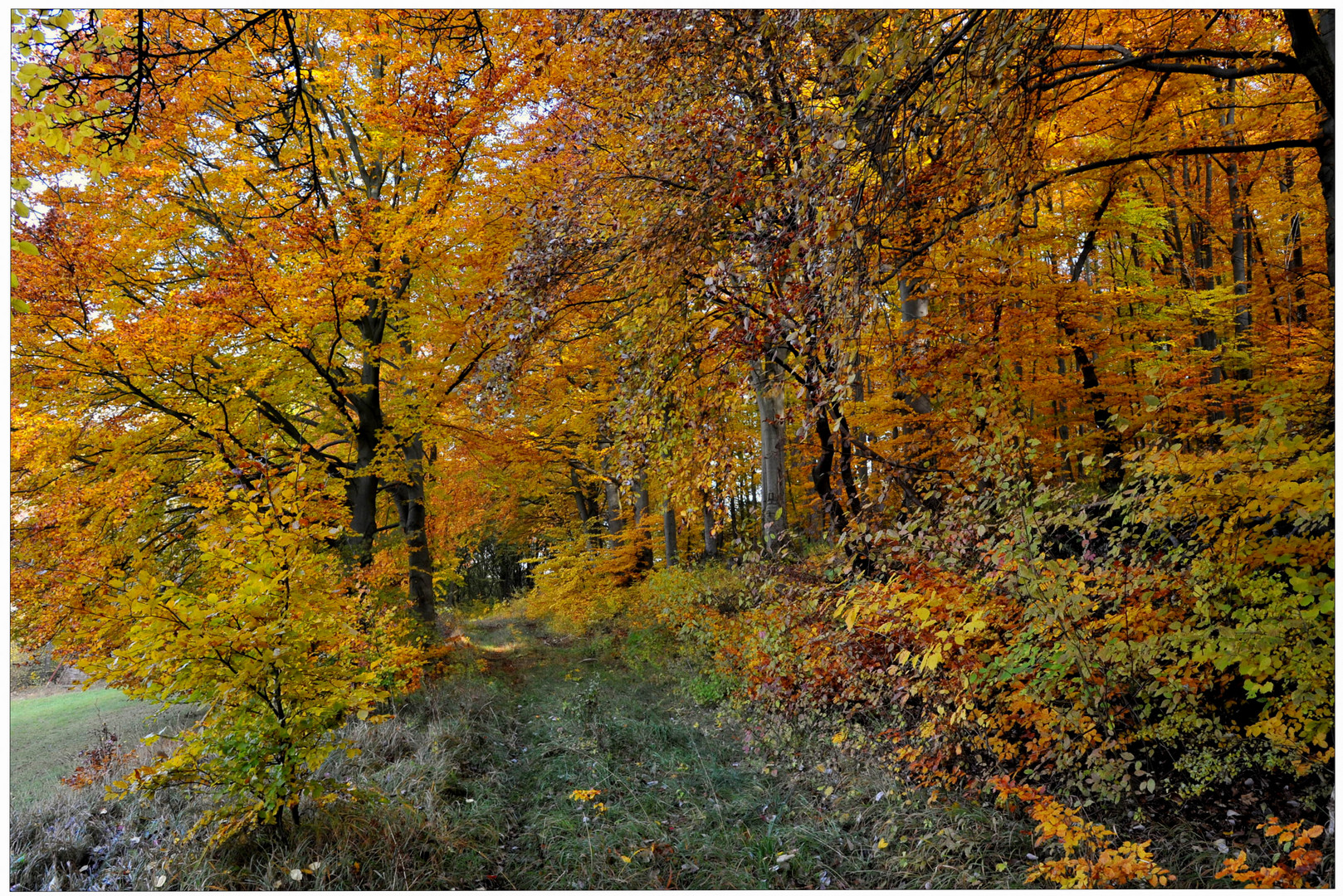 Bosque en otoño VIII