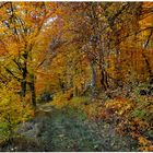 Bosque en otoño VIII