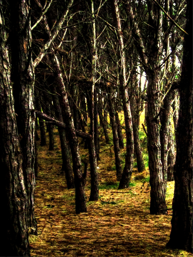 Bosque encantado