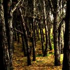 Bosque encantado