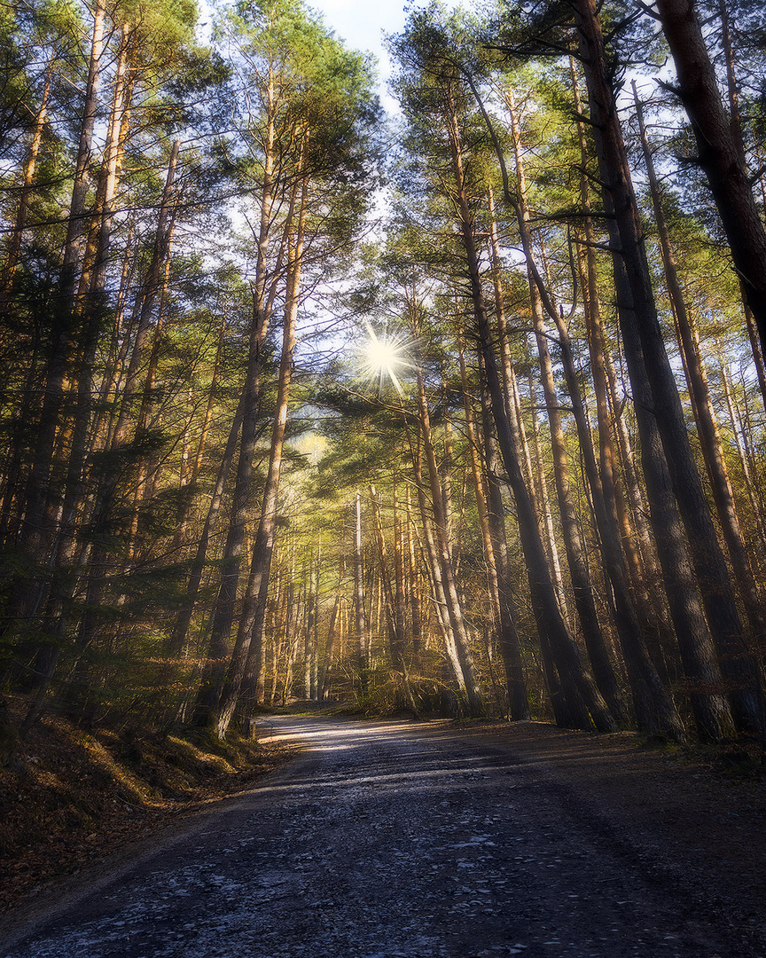 Bosque encantado